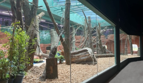 Prágai Állatkert Troja – Gorillapavilon